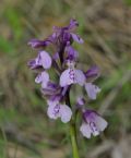 Anacamptis morio